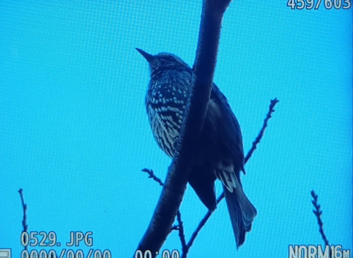 Оливник короткопалий - ML645686447