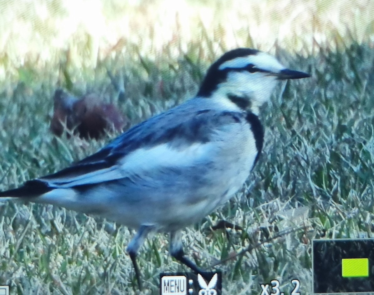 Плиска біла - ML645686452