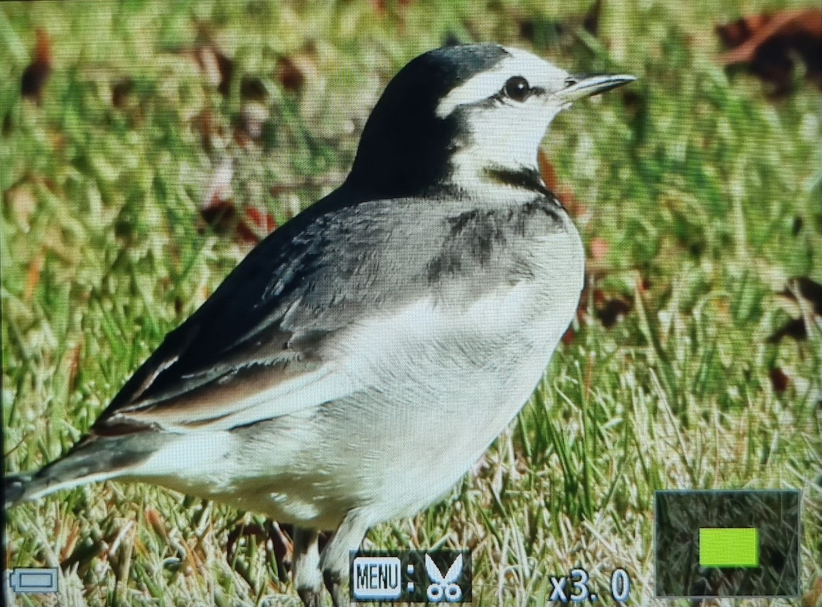 Плиска біла - ML645686453