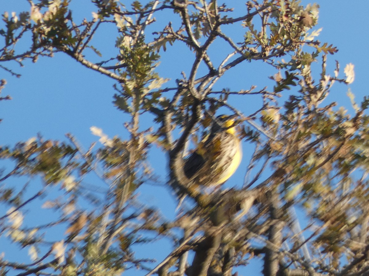 Western Meadowlark - ML645686455