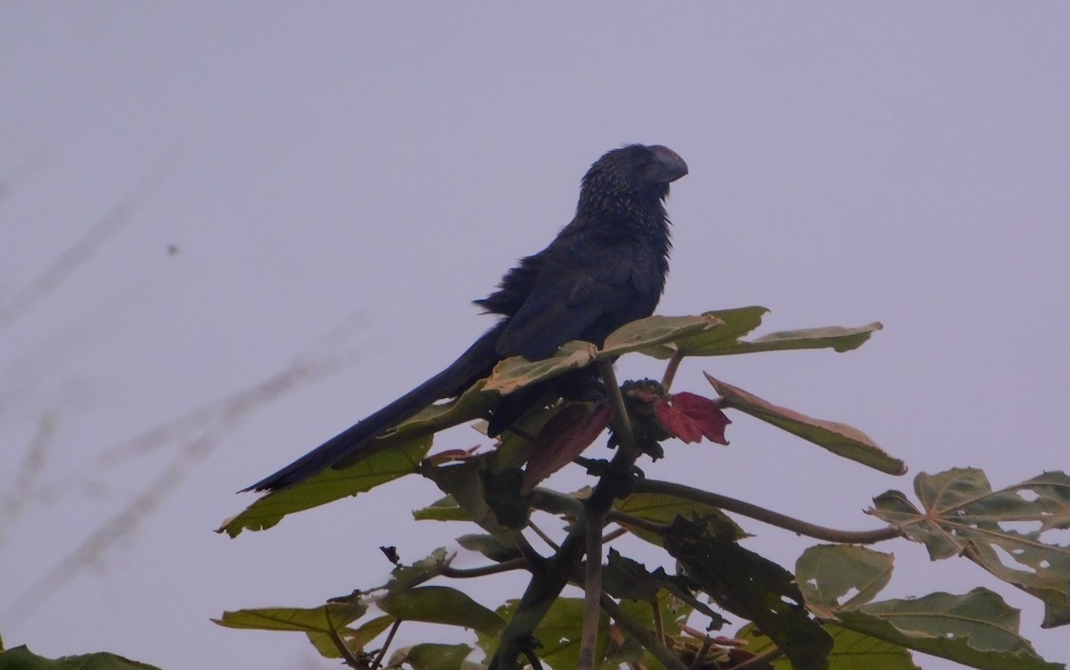 glattnebbani - ML645686457