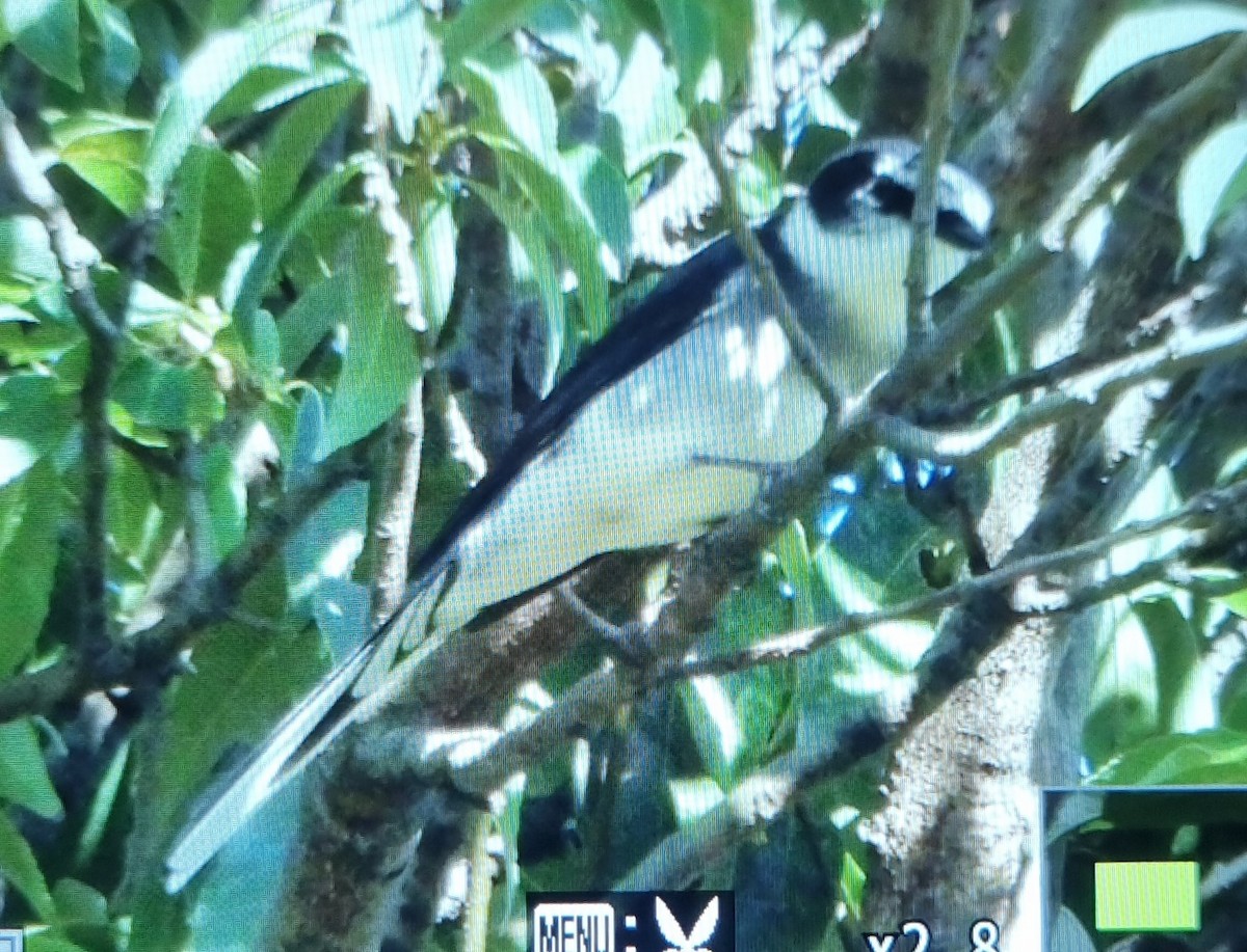 Личинкоїд острівний - ML645686458