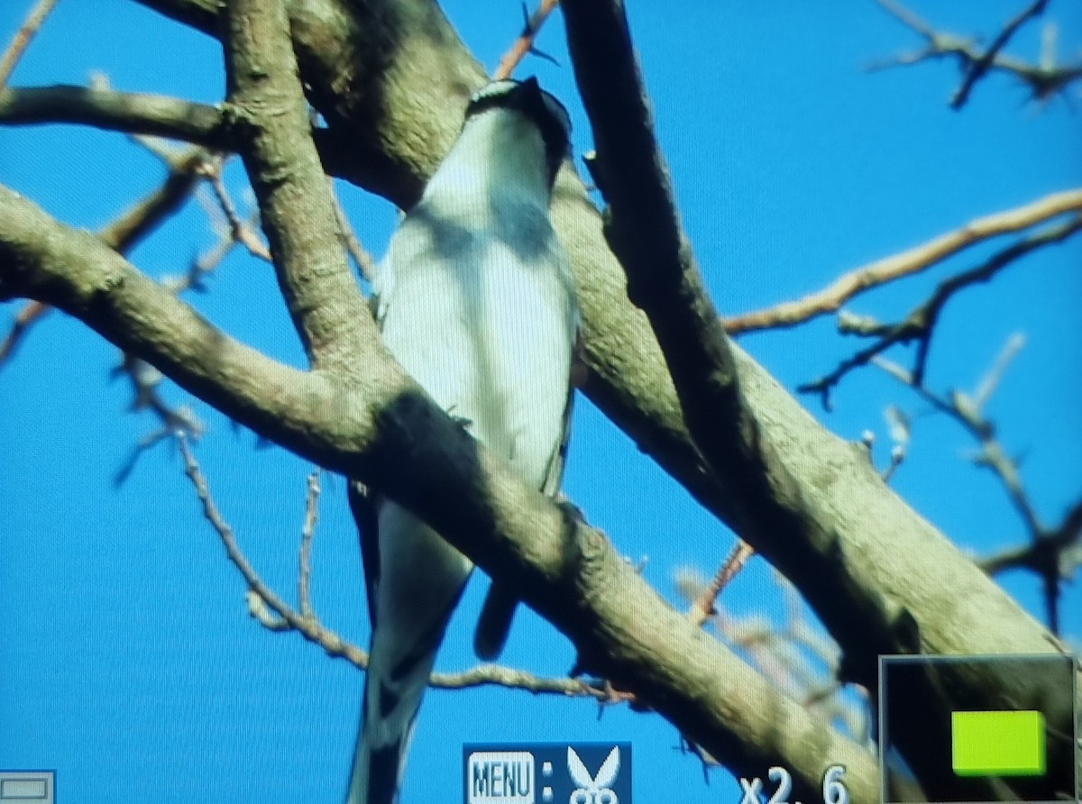 Личинкоїд острівний - ML645686460