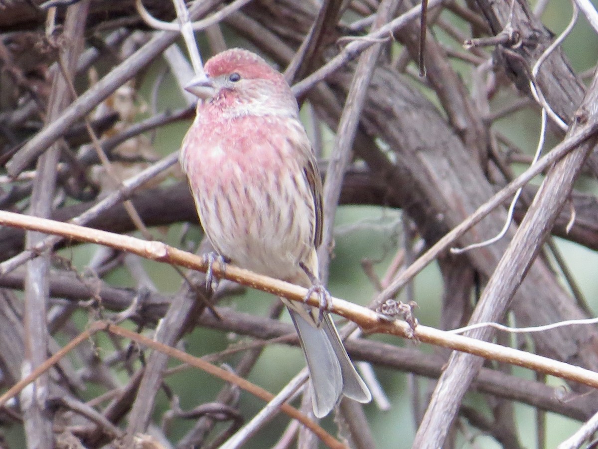 House Finch - ML645686461
