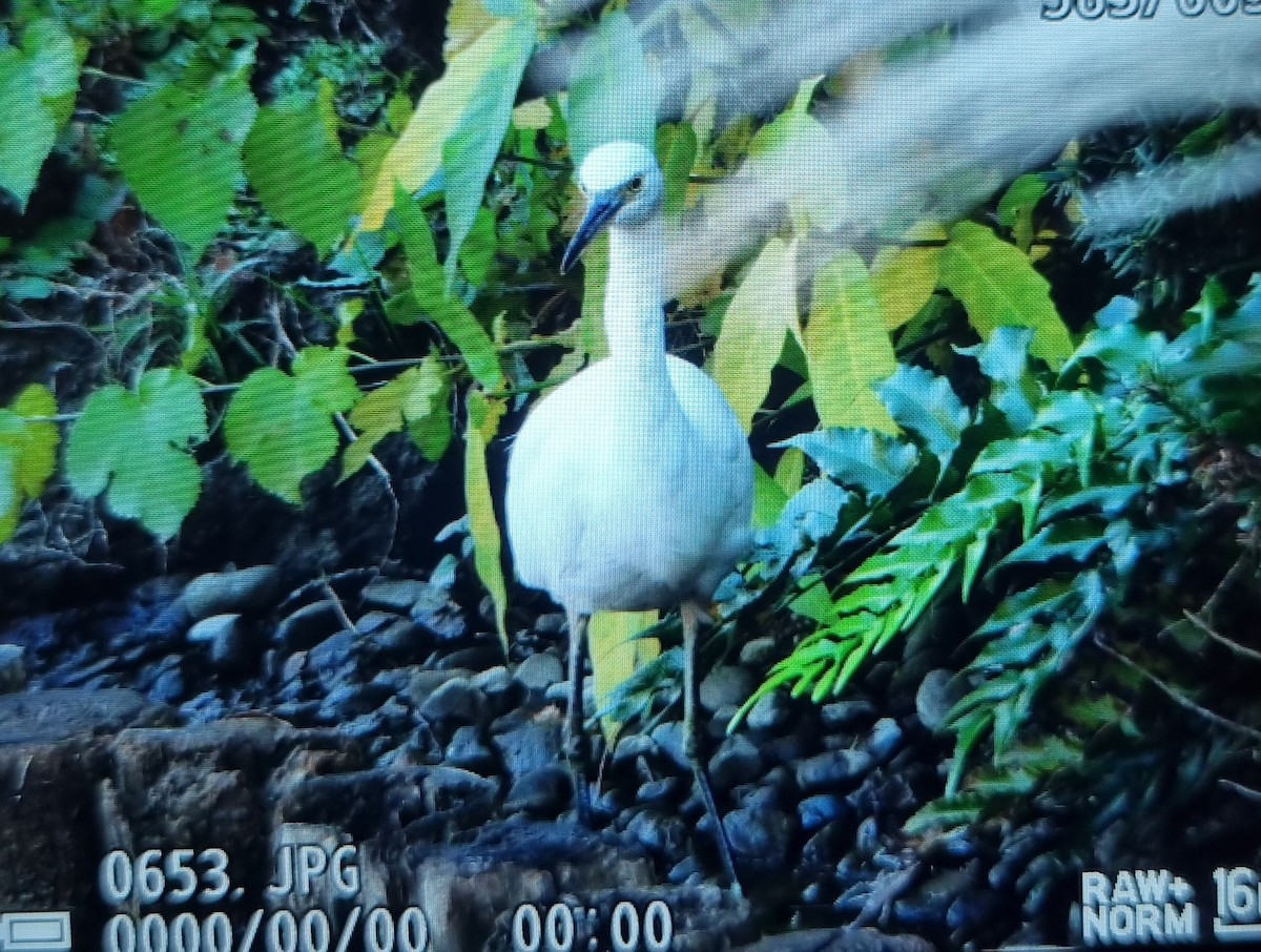 Чепура мала - ML645686468