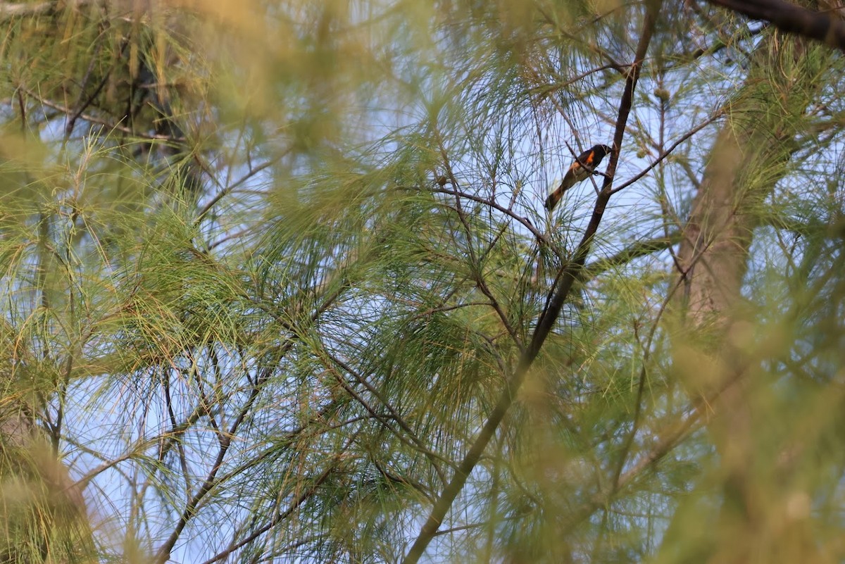 American Redstart - ML645686474