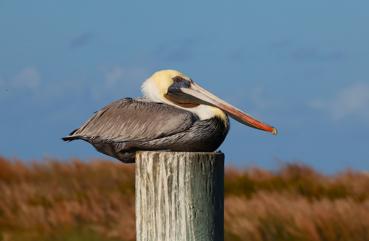Brown Pelican - ML645686476