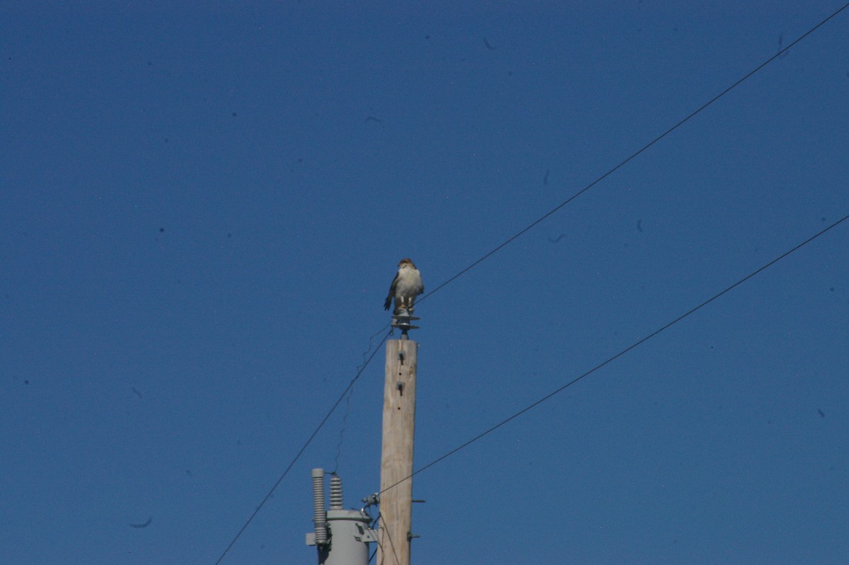 Ferruginous Hawk - ML645686477