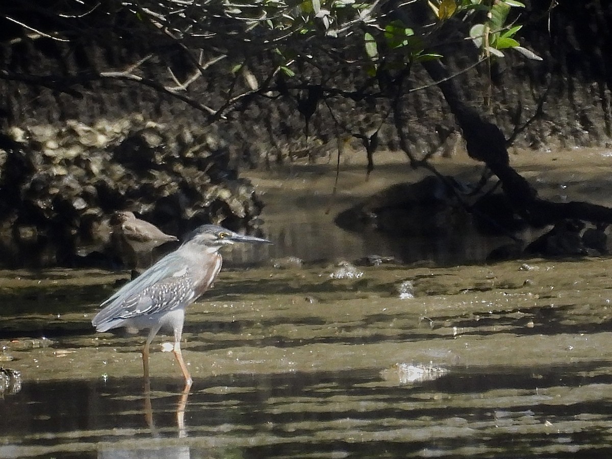 Striated Heron - ML645686479