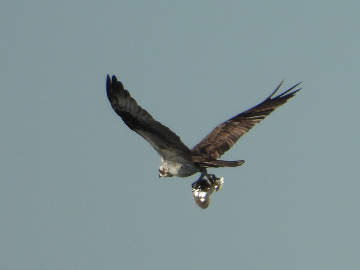 Osprey - ML645686482