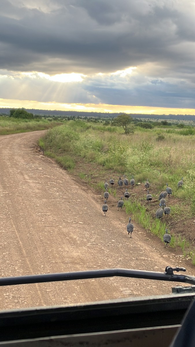 Helmeted Guineafowl - ML645686487