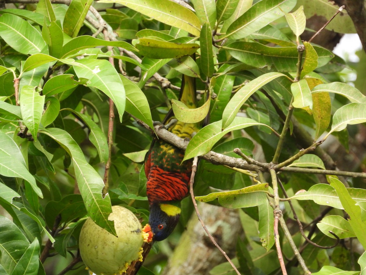 ニューギニアゴシキセイガイインコ - ML645686495
