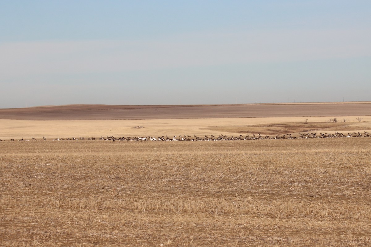 Snow Goose - ML645686501