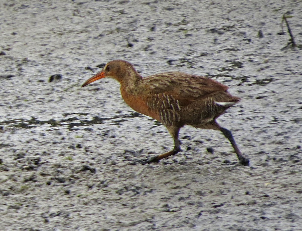 Ridgway's Rail - ML645686506