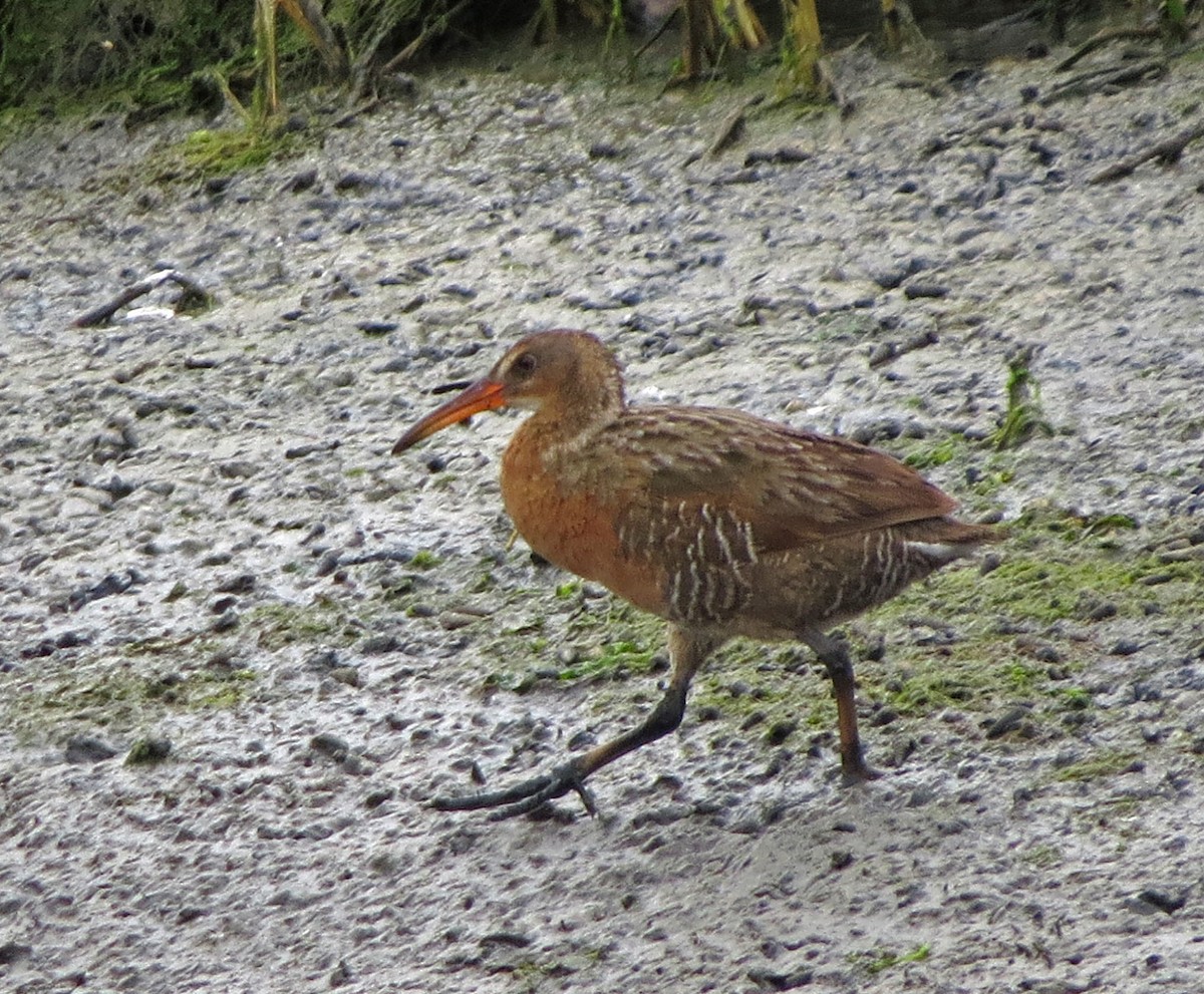 Ridgway's Rail - ML645686507