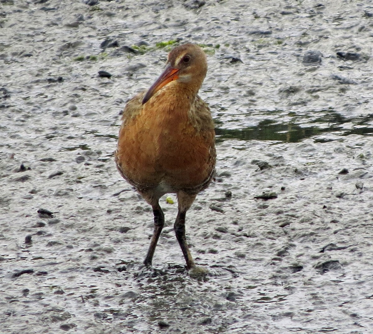 Ridgway's Rail - ML645686508