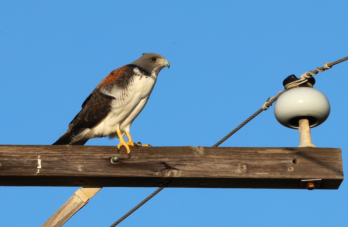White-tailed Hawk - ML645686510
