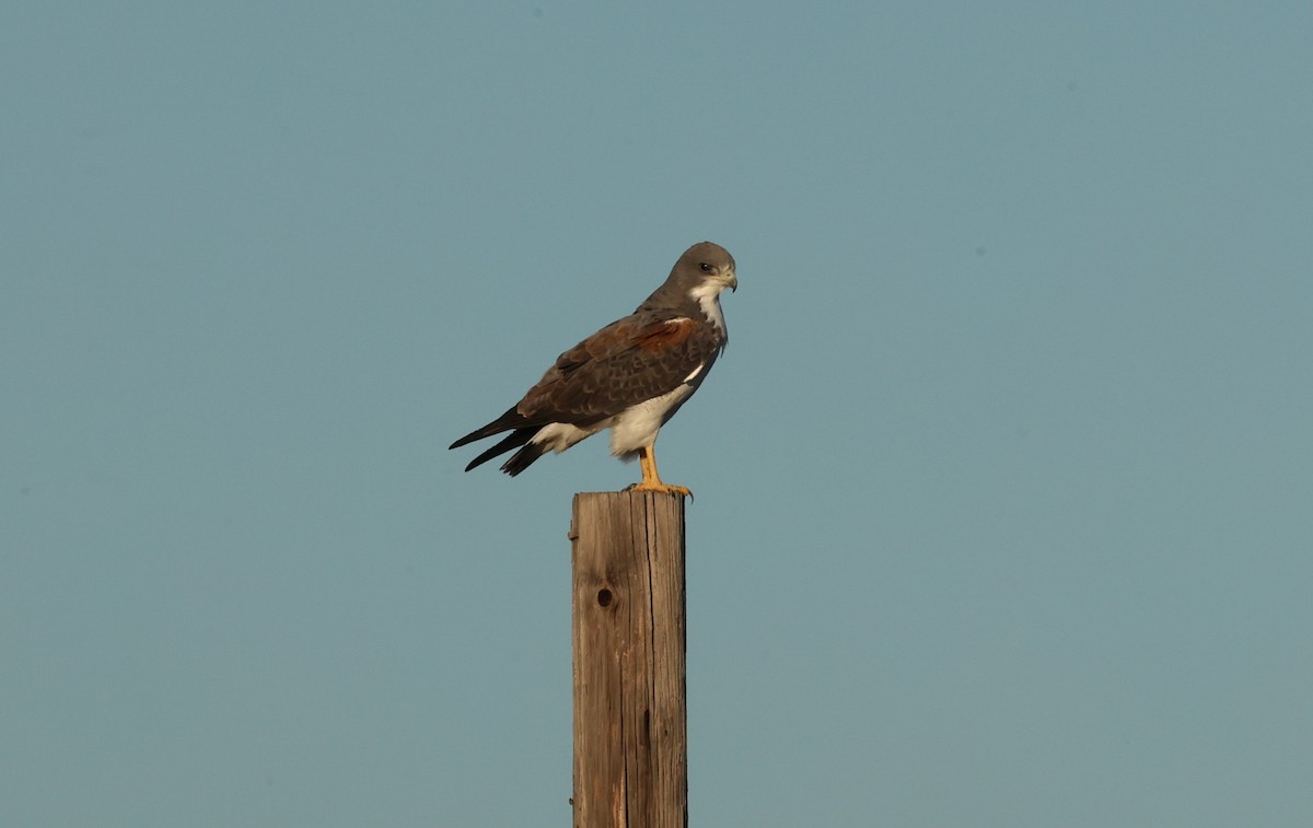 White-tailed Hawk - ML645686511