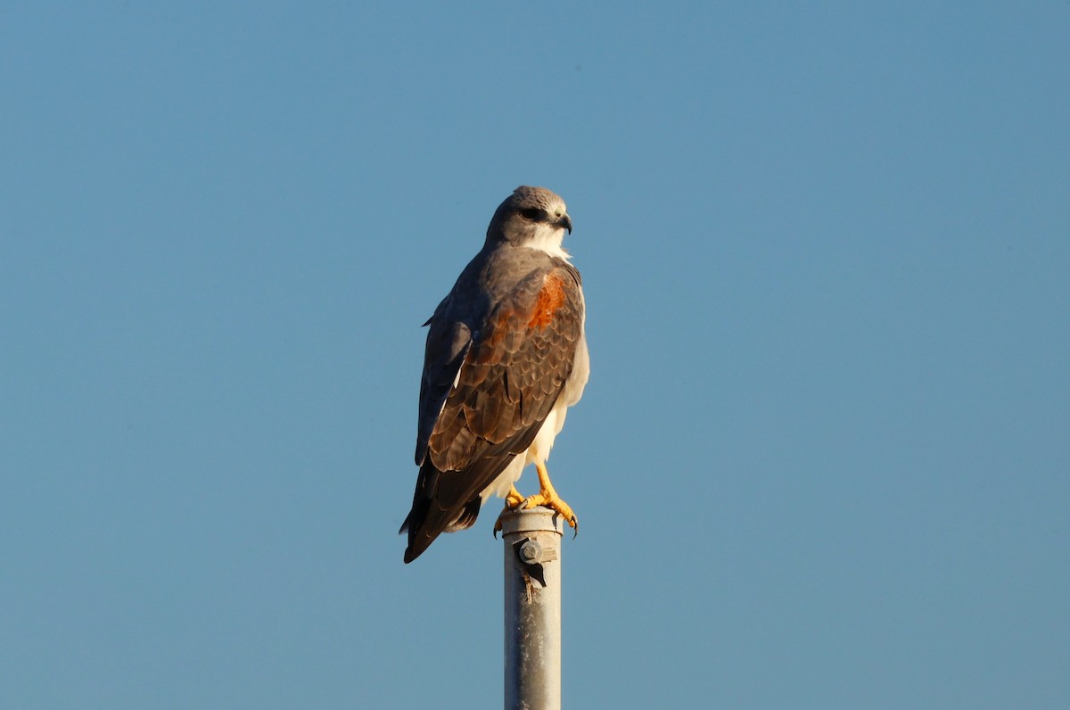 White-tailed Hawk - ML645686512