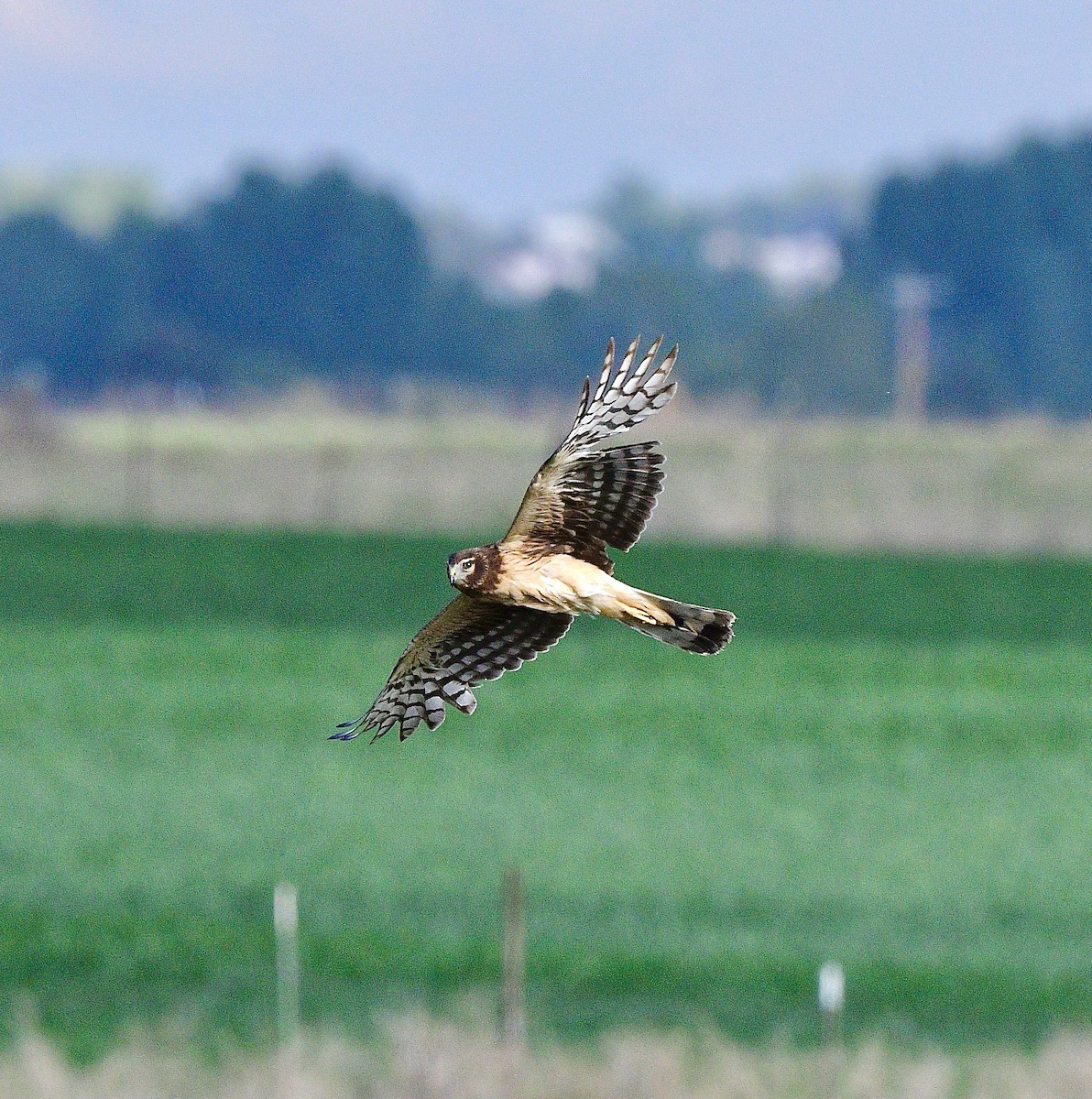 Northern Harrier - ML645686514