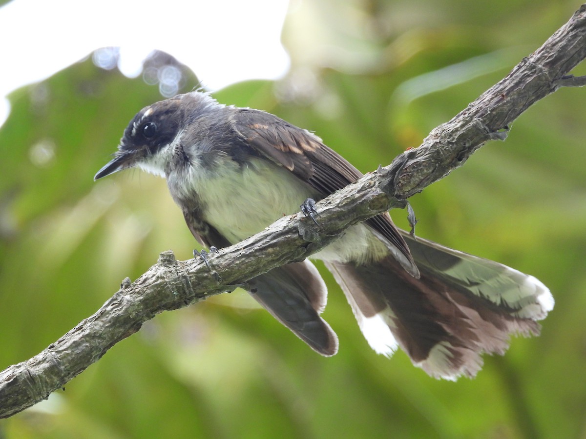 Malaysian Pied-Fantail - ML645686516