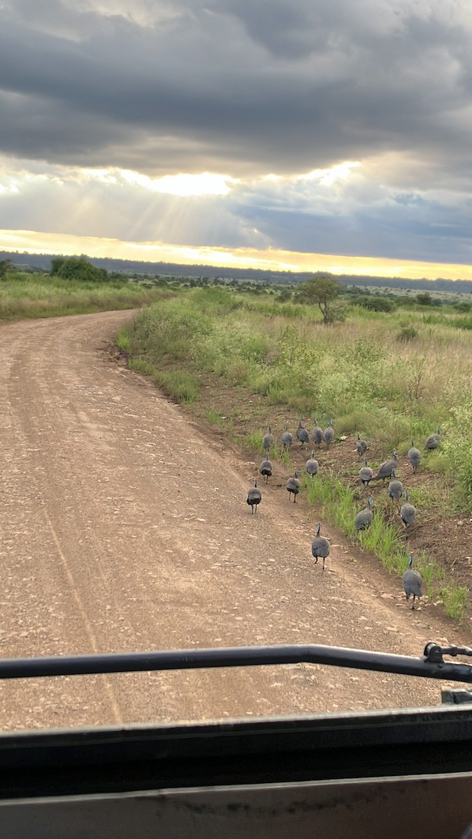 Helmeted Guineafowl - ML645686517