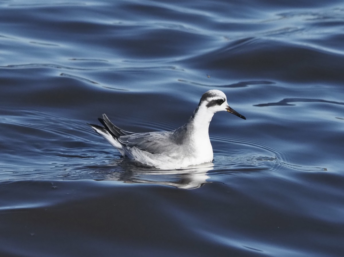Red Phalarope - ML645686518