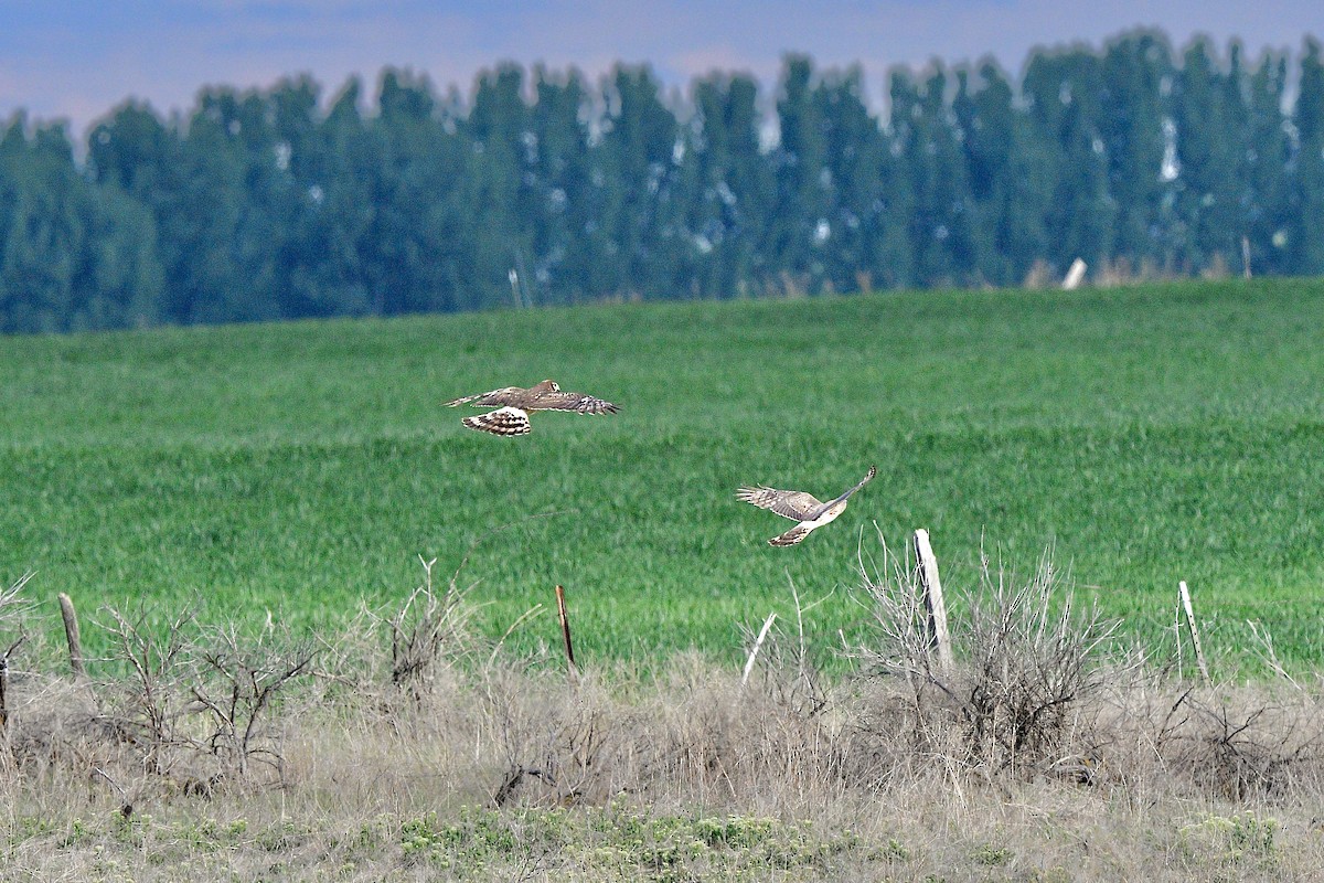 Northern Harrier - ML645686519