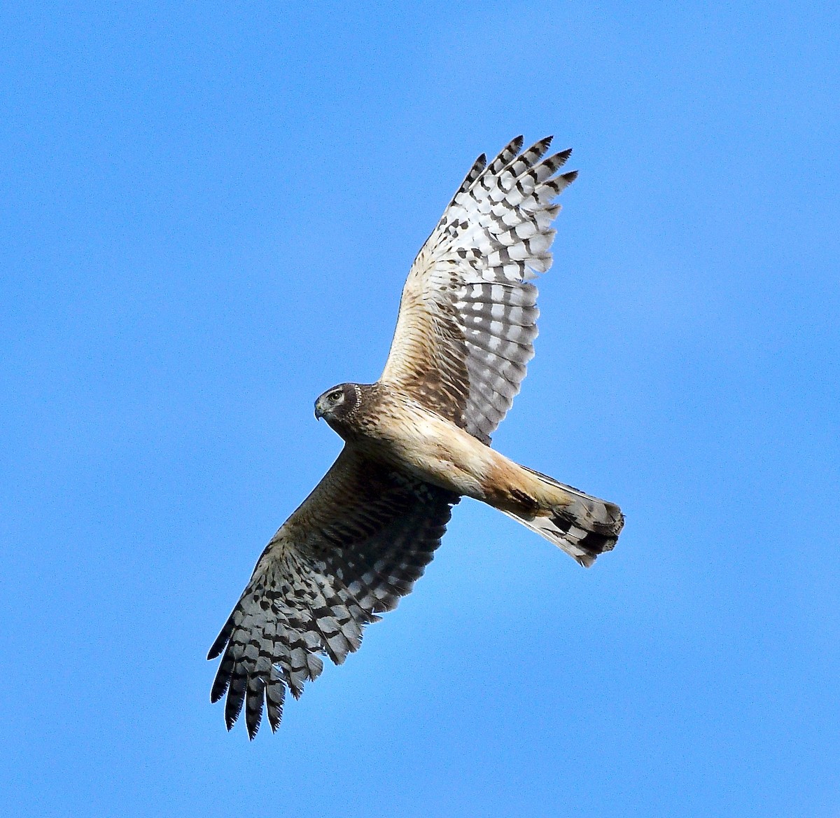 Northern Harrier - ML645686520