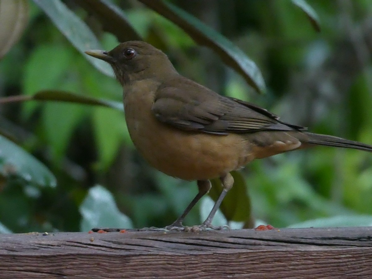 Merle fauve - ML645686525