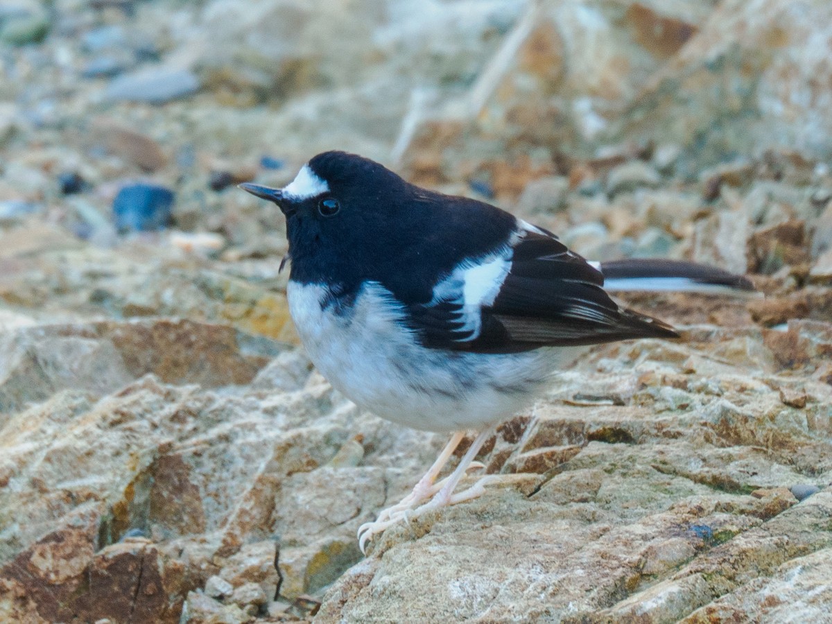 Torrentero Chico - ML645686527