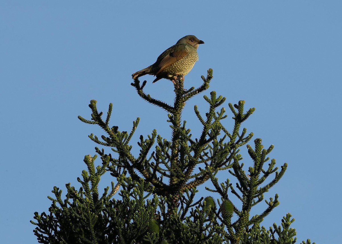 Pergolero Satinado - ML645686528