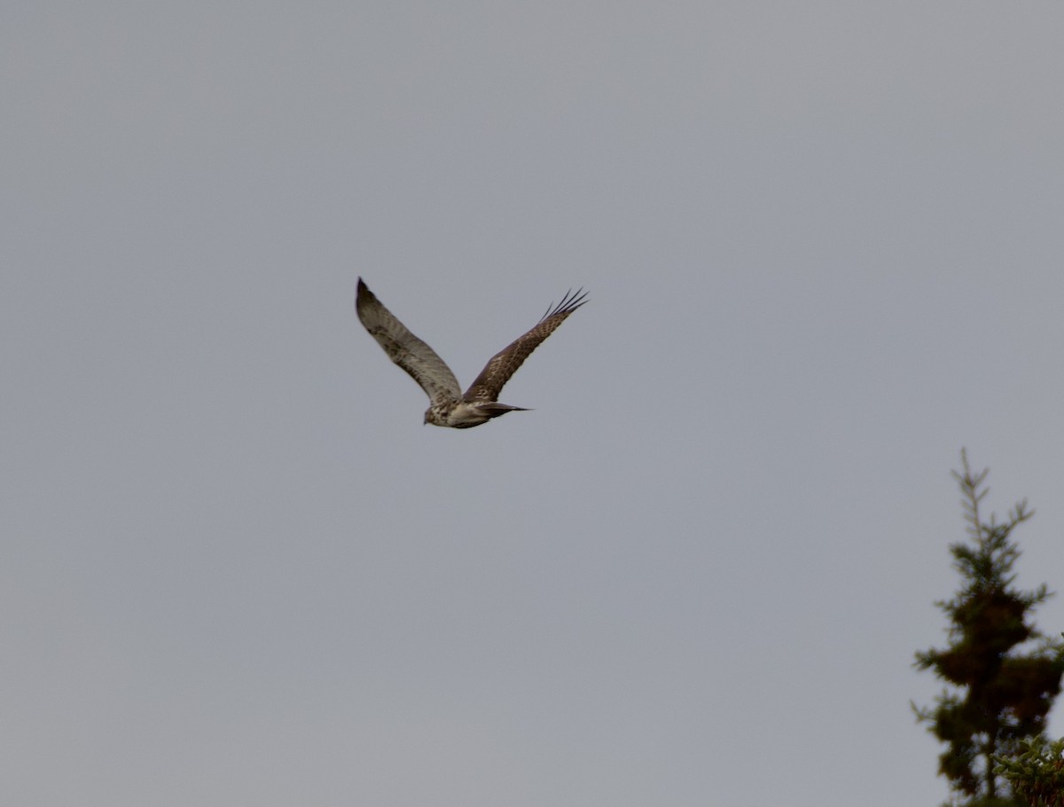 Busardo Colirrojo - ML645686530