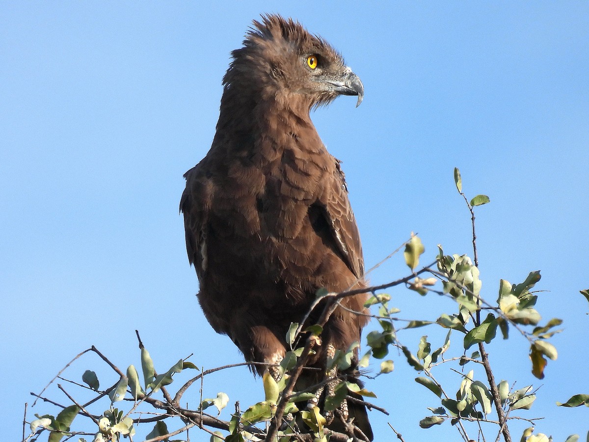 Culebrera Sombría - ML645686531