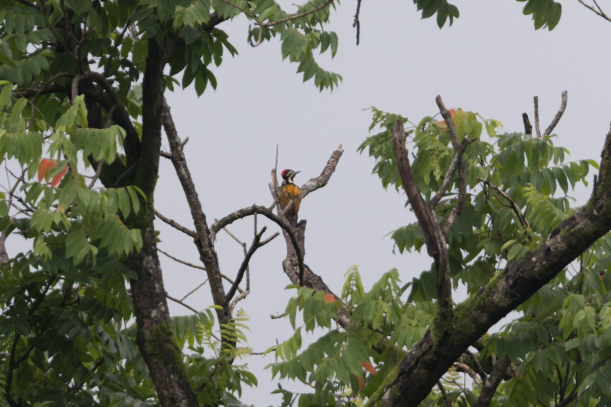 Pito Bengalí - ML645686533