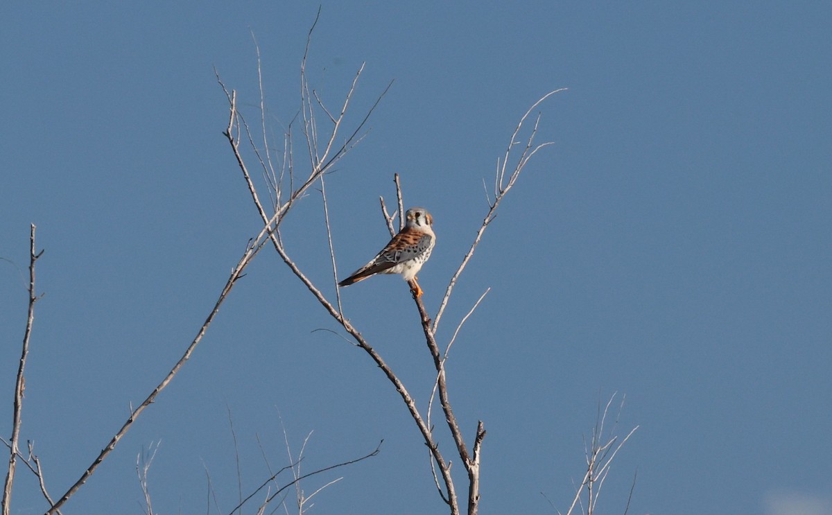 Cernícalo Americano - ML645686536