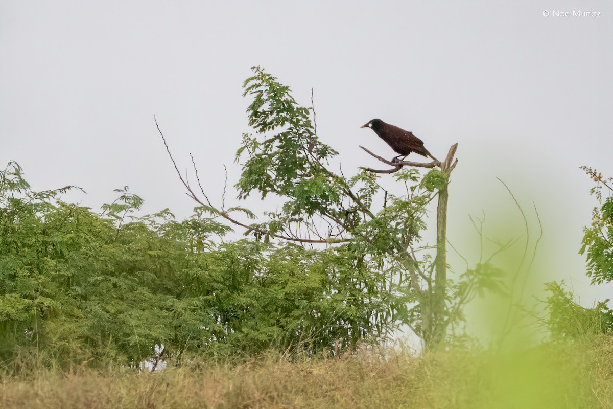 Cacique de Moctezuma - ML645686538