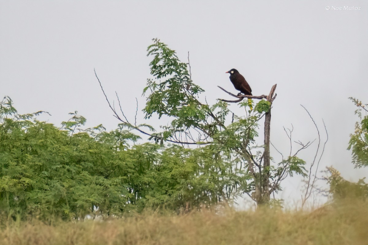 Cacique de Moctezuma - ML645686539