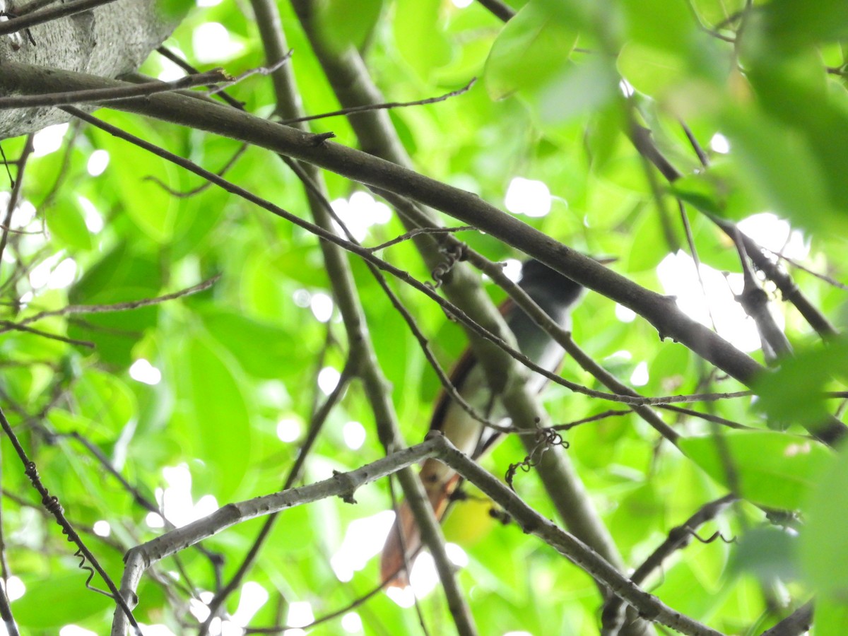 Monarca del Paraíso Chino - ML645686540