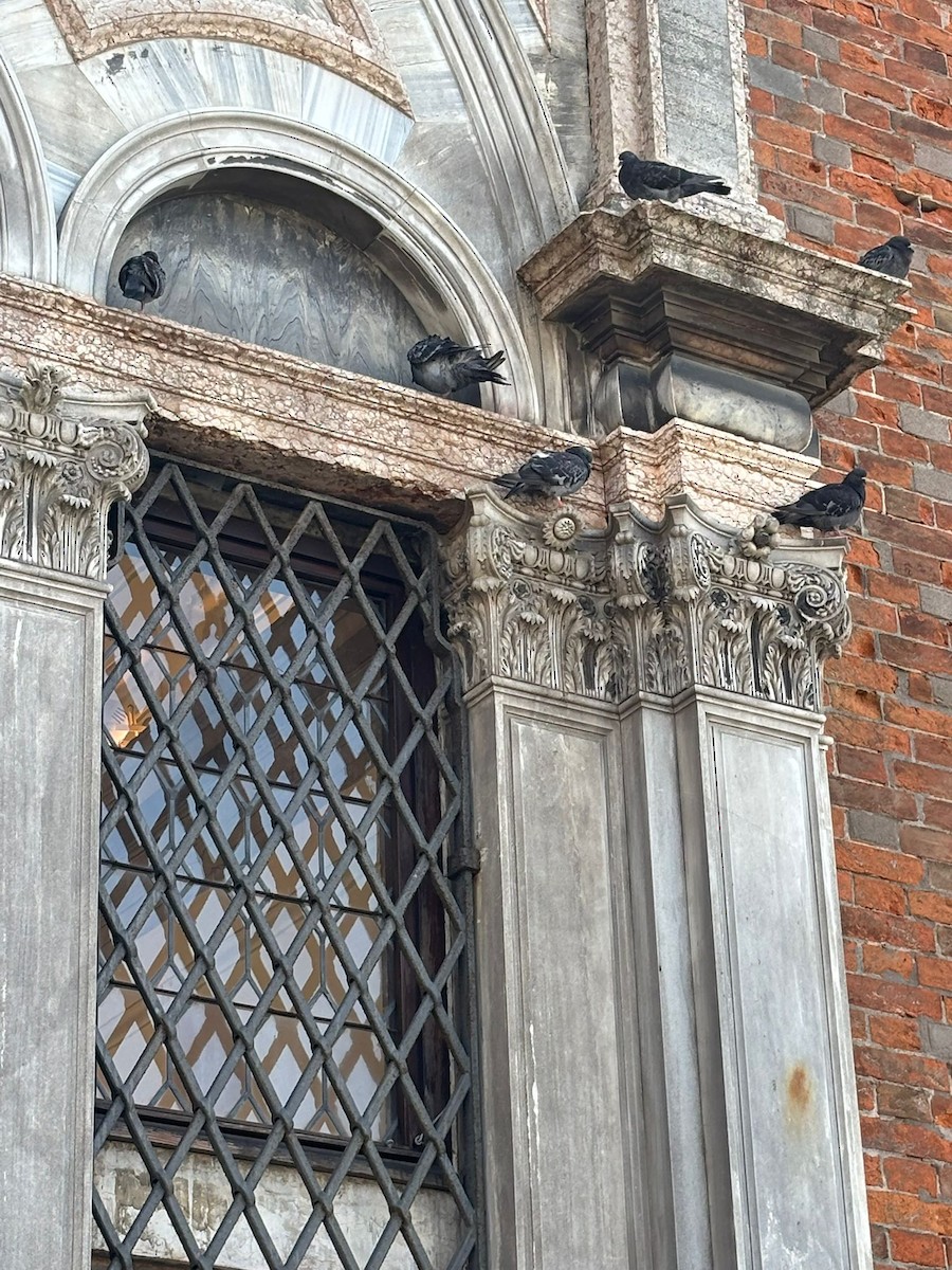 Paloma Bravía (variedad doméstica) - ML645686543