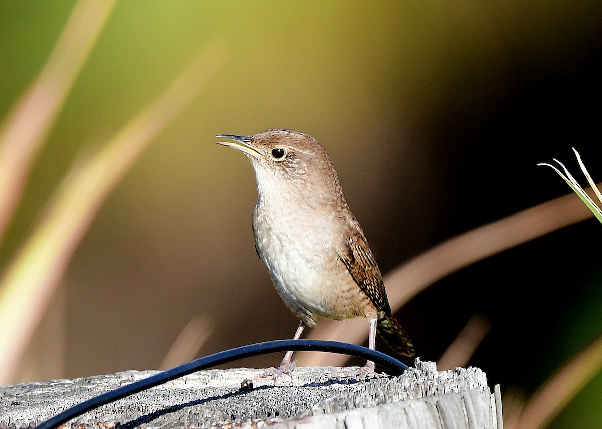 Chochín Criollo Norteño - ML645686548