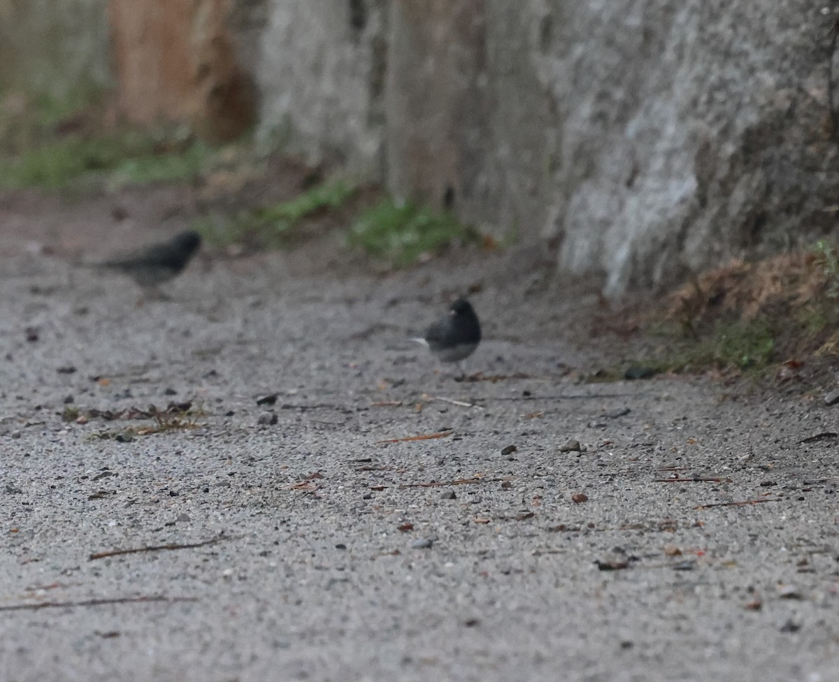 Junco Ojioscuro - ML645686551