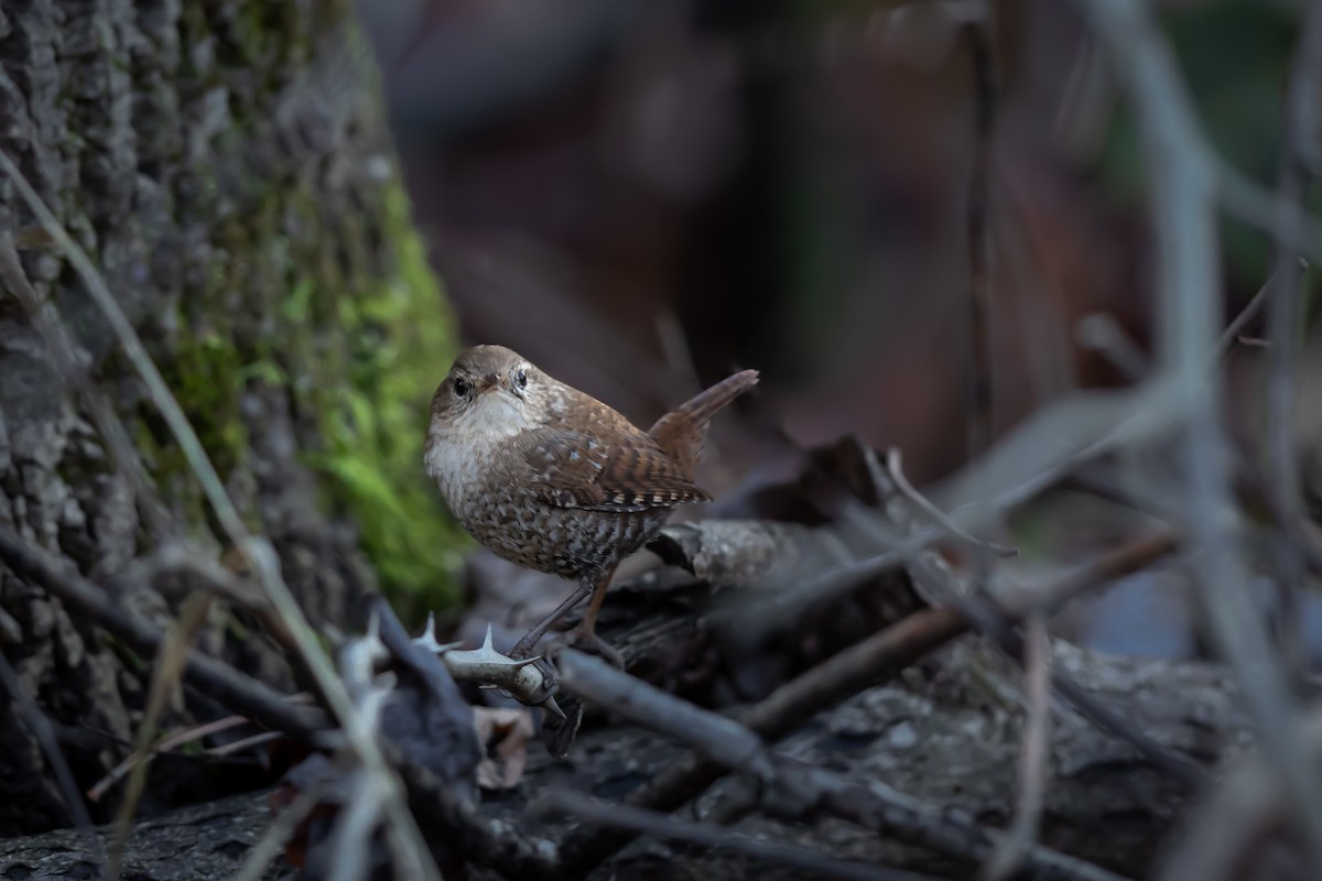 Chochín Hiemal - ML645686552