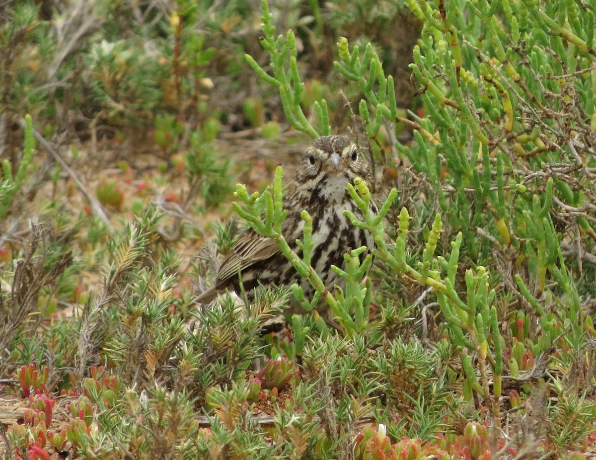 Chingolo Sabanero (grupo guttatus) - ML645686554