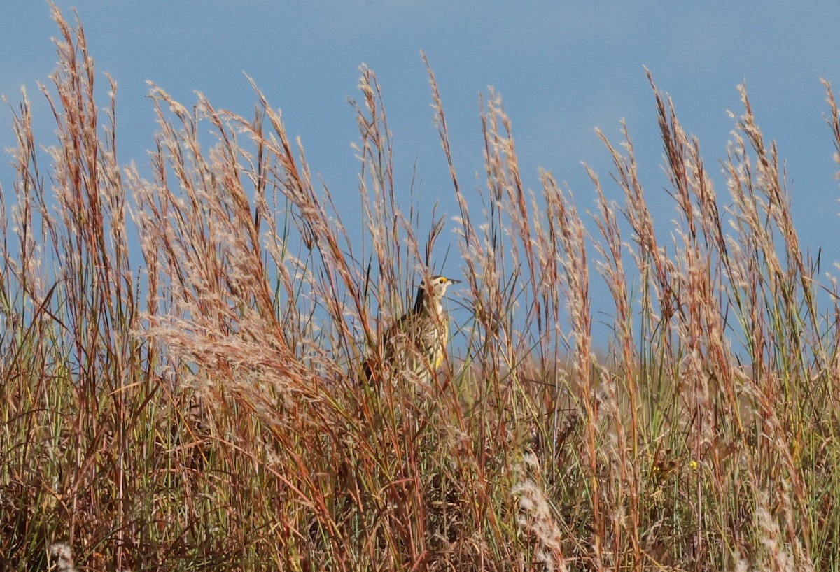 Pradero Oriental - ML645686556