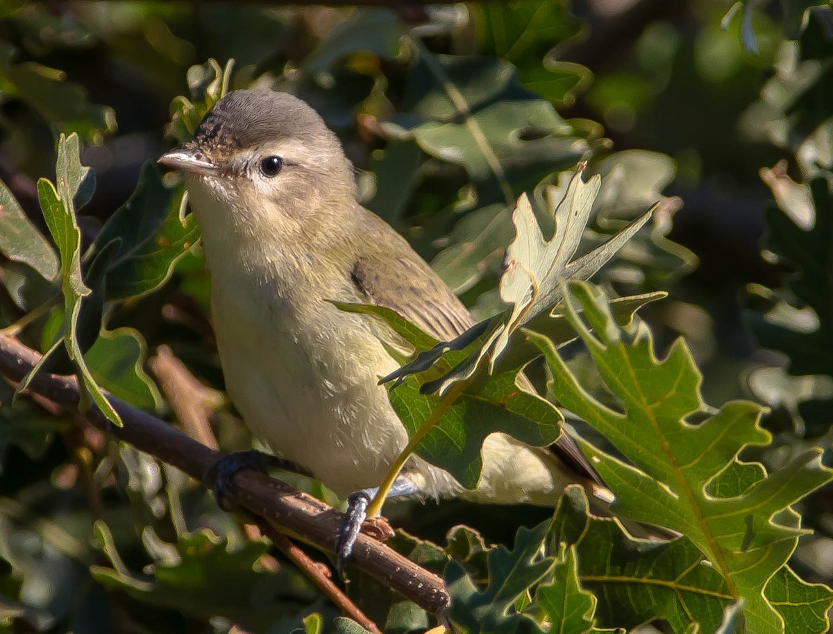 Vireo Gorjeador Occidental - ML645686558