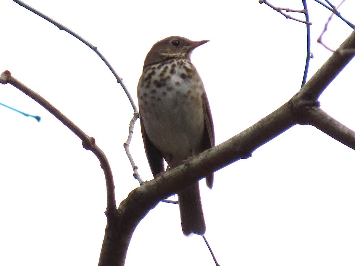 Zorzalito Colirrufo - ML645686559