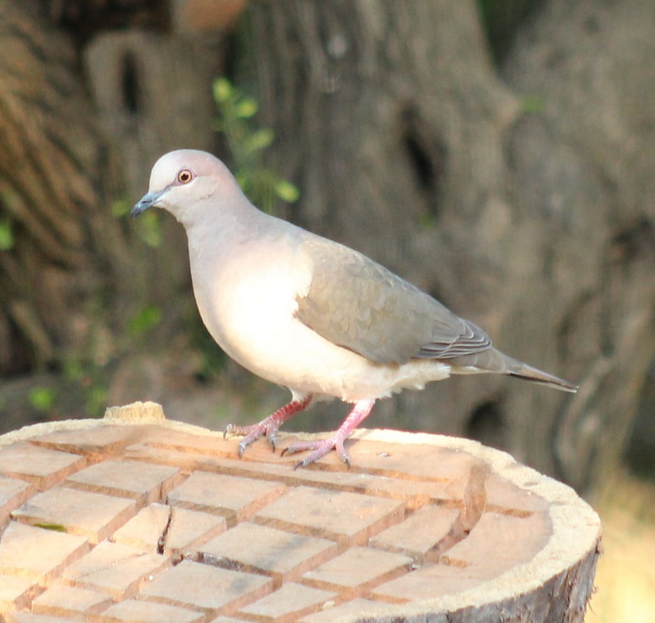 Paloma Montaraz Común - ML645686563