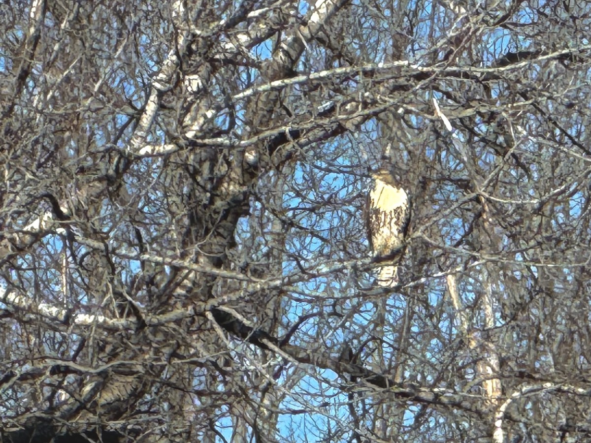 Red-tailed Hawk - ML645686576