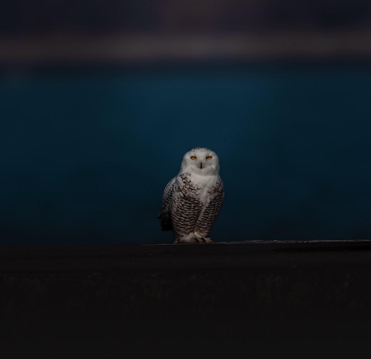 Harfang des neiges - ML645686577